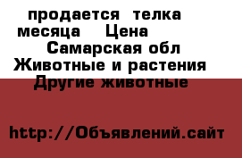 продается  телка 1.5 месяца. › Цена ­ 13 000 - Самарская обл. Животные и растения » Другие животные   